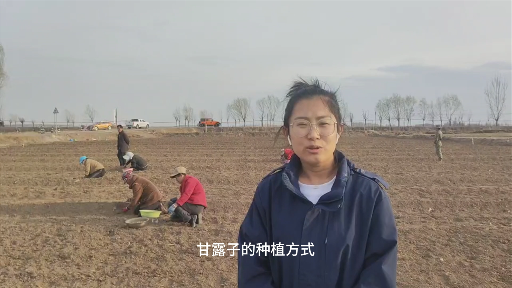 甘露子田间种植技术