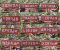 引种
