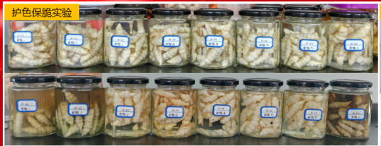 初加工阶段-甘露子护色工艺
