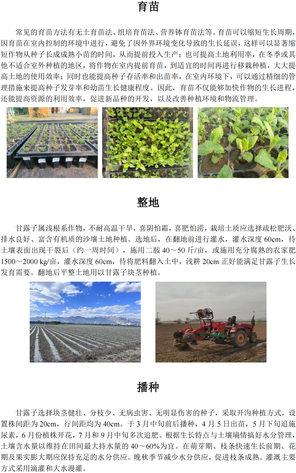 甘露子科技小院科普内容_00(1).png