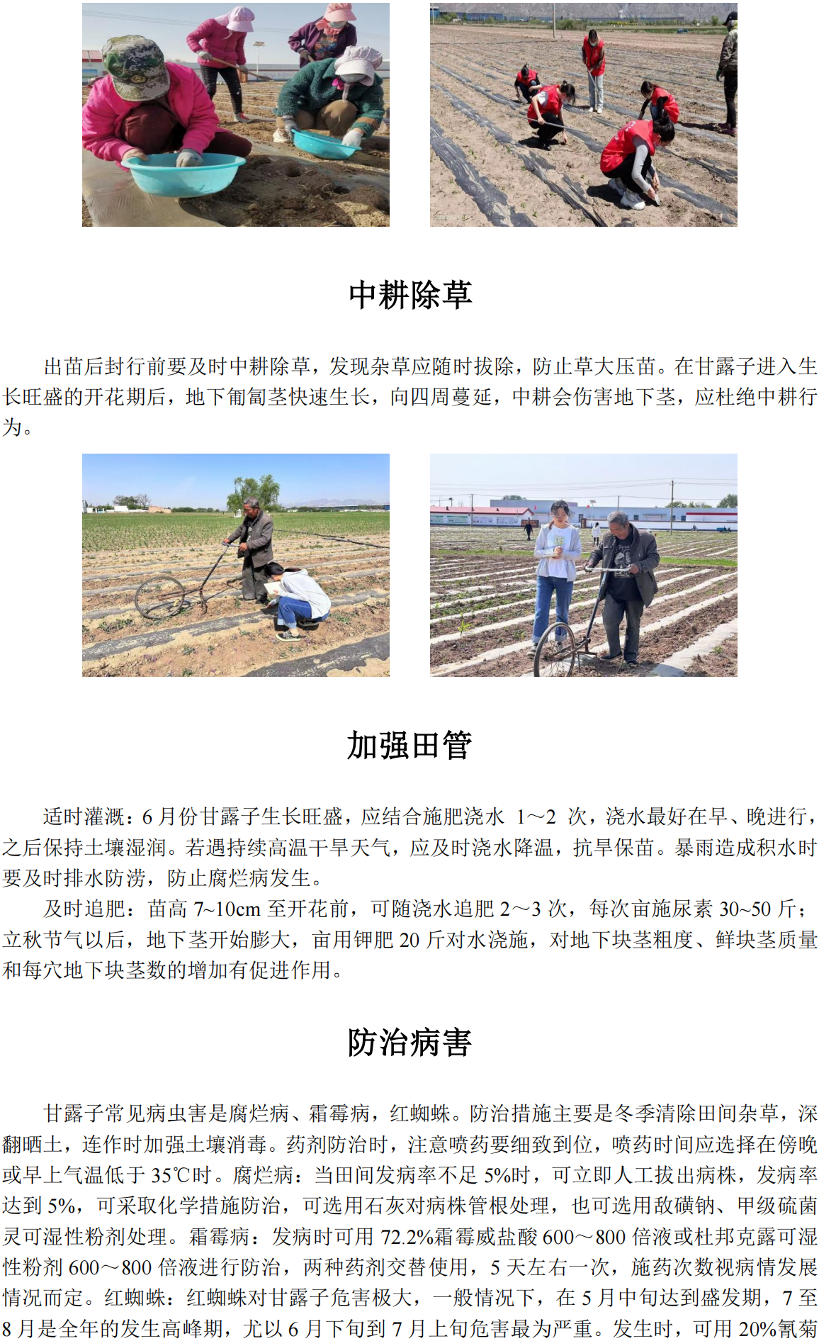 甘露子科技小院科普内容_01(1).png
