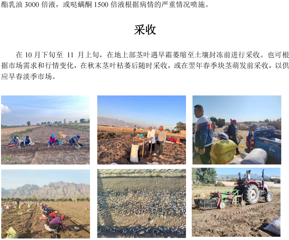 甘露子科技小院科普内容_02(1).png