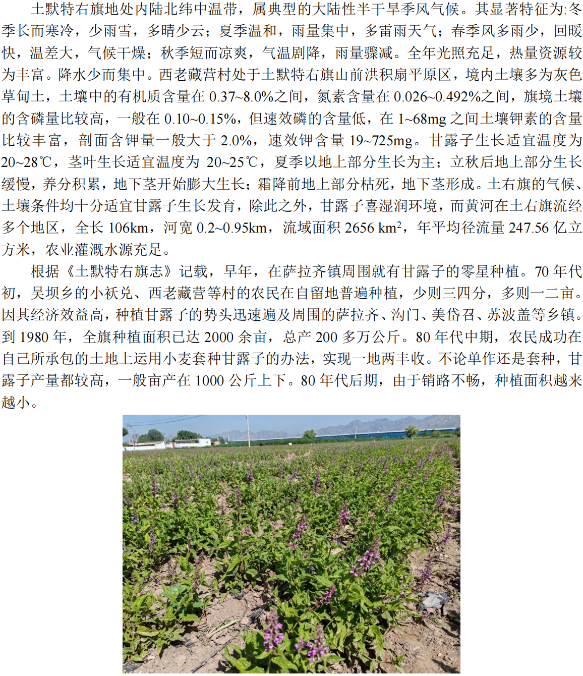 甘露子内容_07.png
