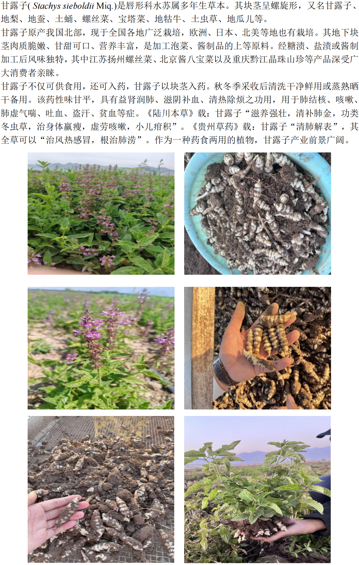 甘露子内容_18.png