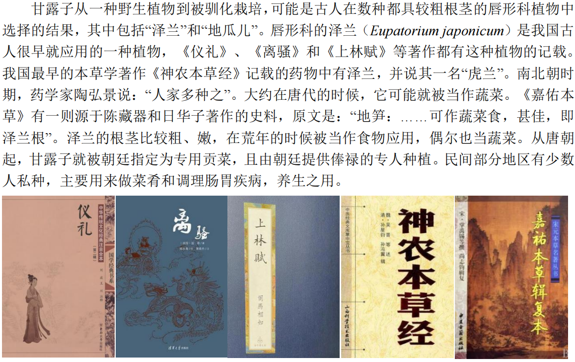 甘露子内容_20.png