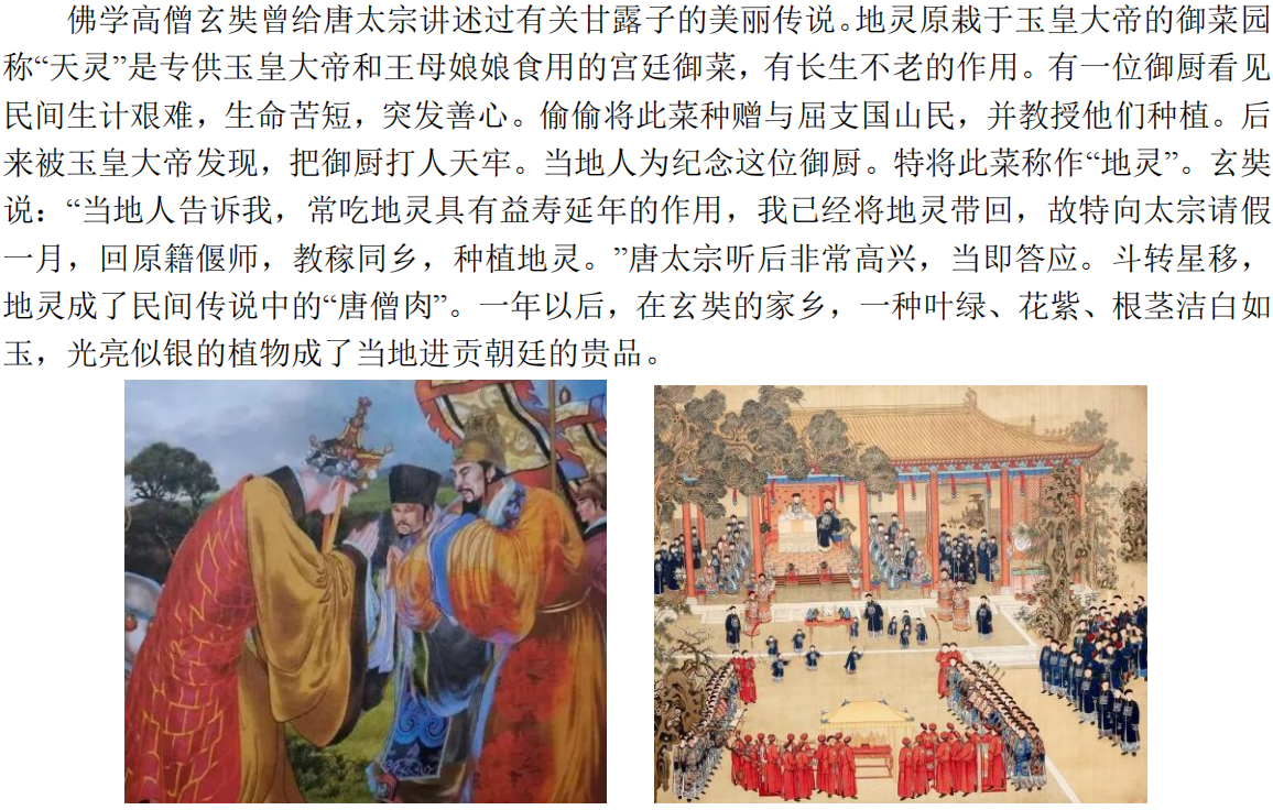 甘露子内容_29.png