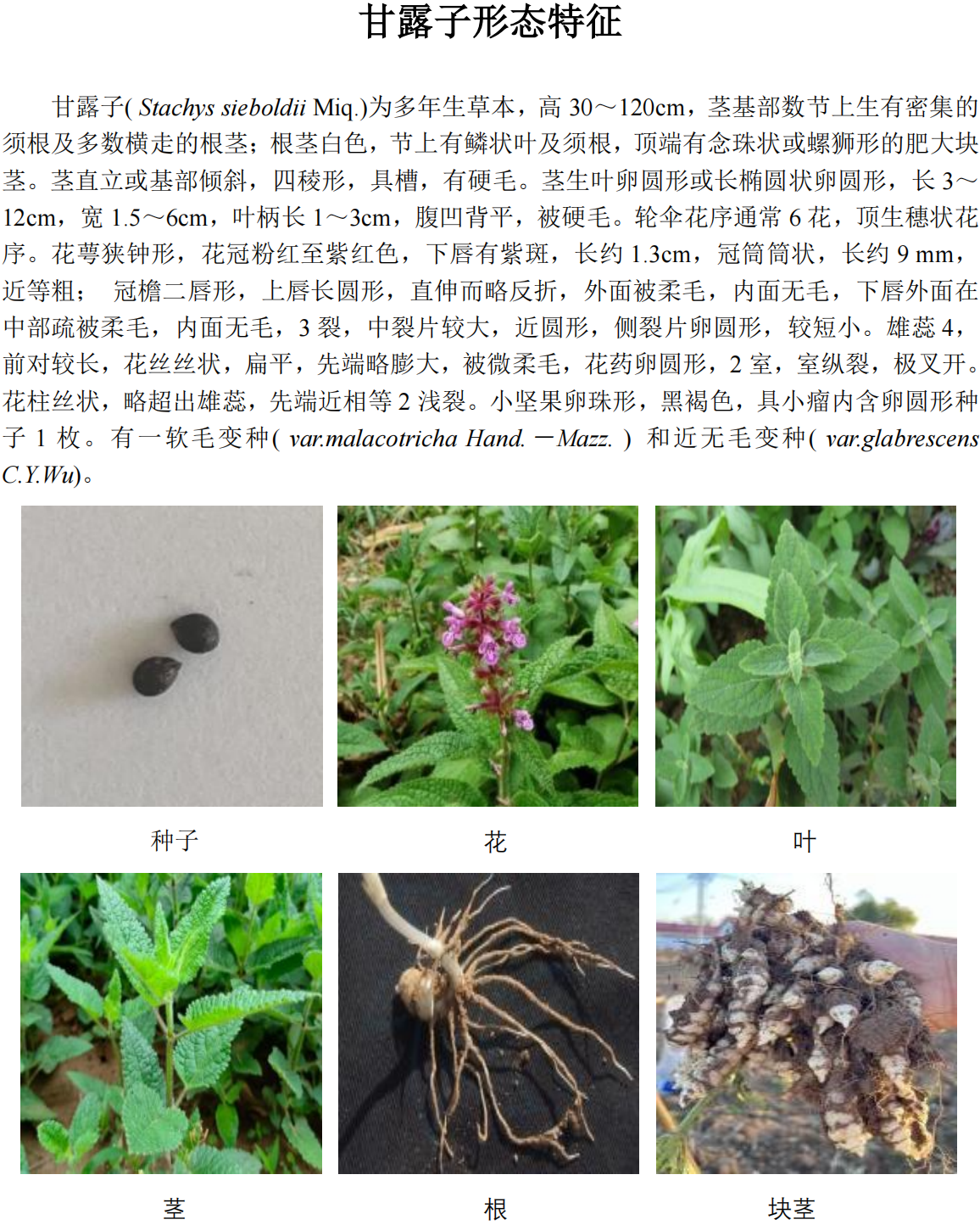 甘露子内容_33.png