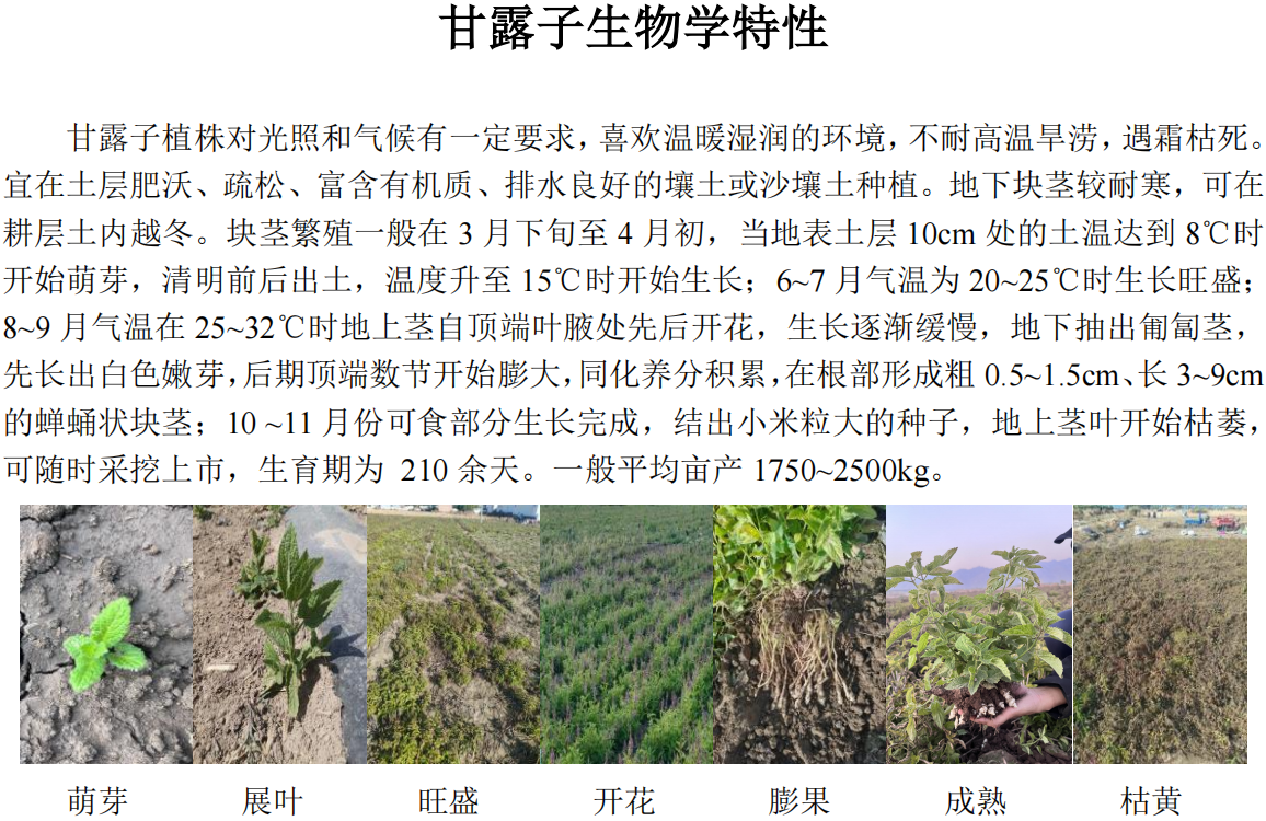 甘露子内容_35.png