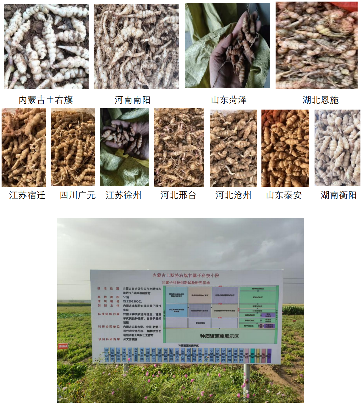 甘露子科技小院科普内容(1)_01.png